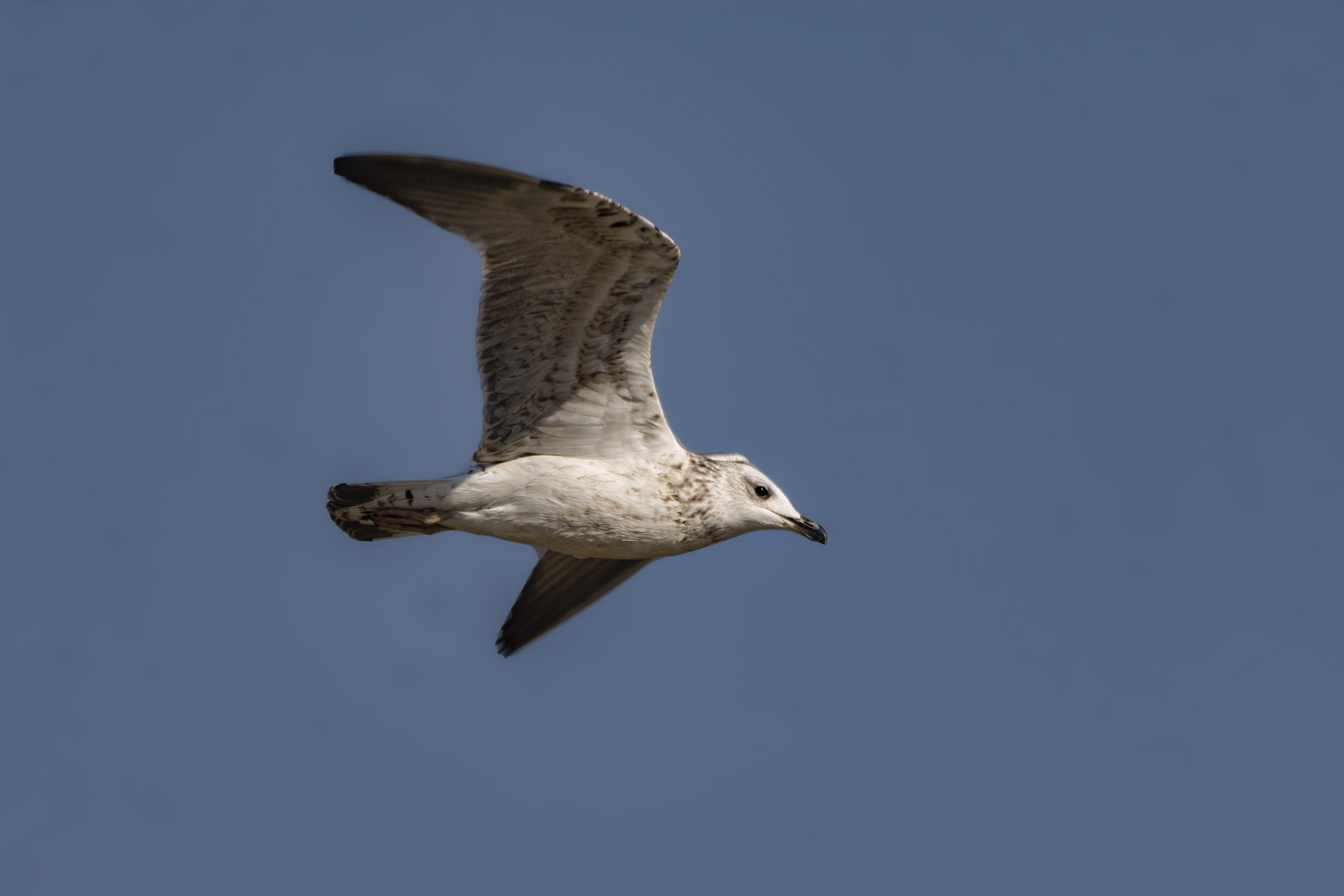 Mew Gull